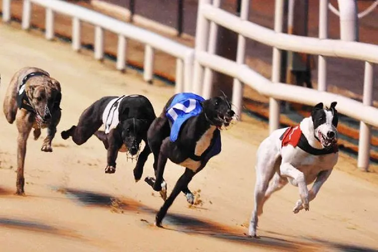 Hướng Dẫn Cược Đua Chó Cwin Chắc Thắng Mọi Kèo 1 Hướng Dẫn Cược Đua Chó Cwin Chắc Thắng Mọi Kèo