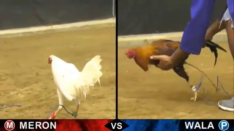 Làm Chủ Sới Gà Sabong Cwin Bách Chiến Bách Thắng Cực Dễ 1 Làm Chủ Sới Gà Sabong Cwin Bách Chiến Bách Thắng Cực Dễ