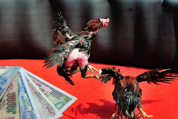 Làm Chủ Sới Gà Sabong Cwin Bách Chiến Bách Thắng Cực Dễ 2 Làm Chủ Sới Gà Sabong Cwin Bách Chiến Bách Thắng Cực Dễ